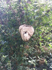 atlanta hornet nest